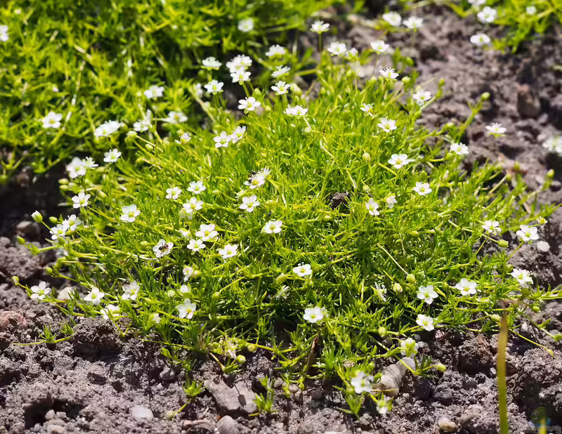 Sagina subulata im Gartenteich (Einrichtungsbeispiele mit Sternmoos)