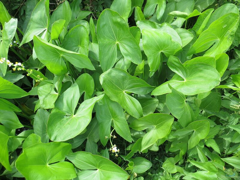 Sagittaria latifolia im Gartenteich pflegen (Einrichtungsbeispiele für Veränderliches Pfeilkraut)