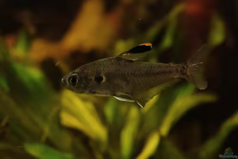 Einrichtungsbeispiele mit Salmlern