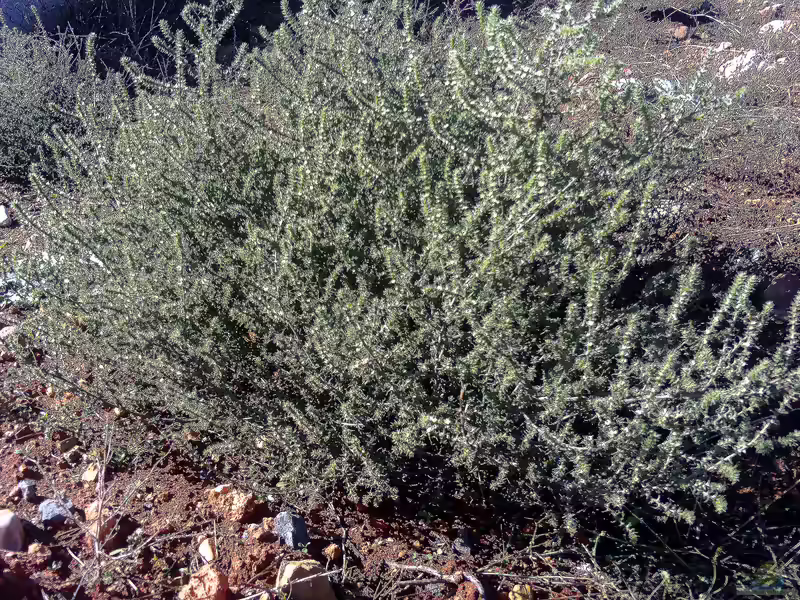 Salsola kali im Garten pflanzen (Einrichtungsbeispiele mit Küsten-Salzkraut)