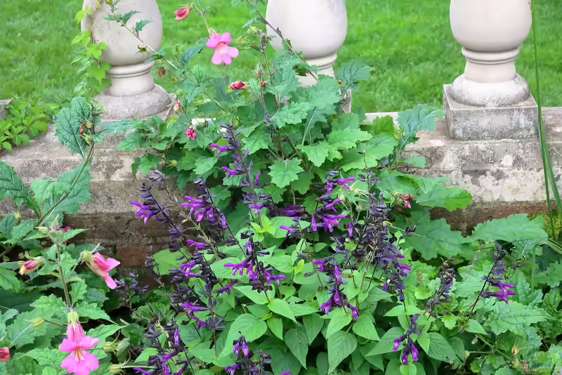 Salvia amistad im Garten pflanzen (Einrichtungsbeispiele mit Ziersalbei)