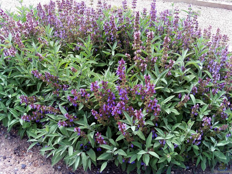 Salvia officinalis am Gartenteich (Einrichtungsbeispiele mit Echter Salbei)
