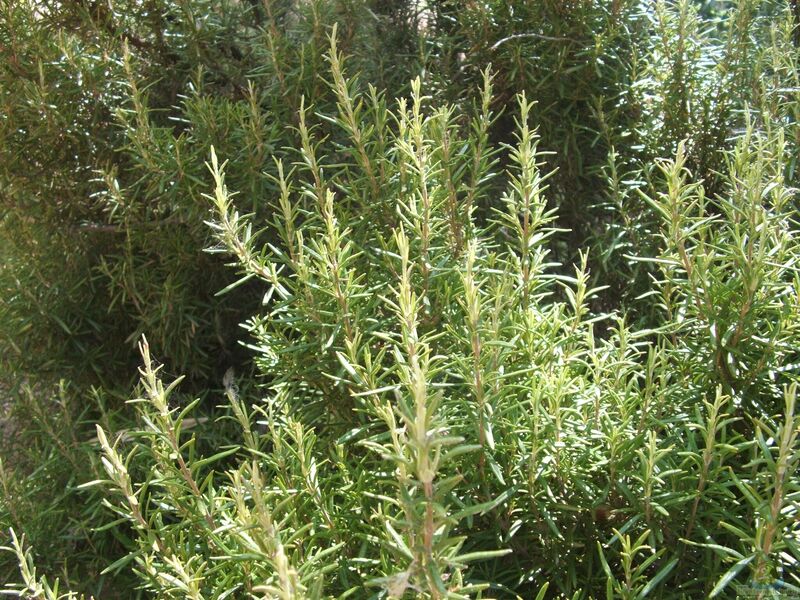 Salvia rosmarinus am Gartenteich (Einrichtungsbeispiele mit Rosmarin)