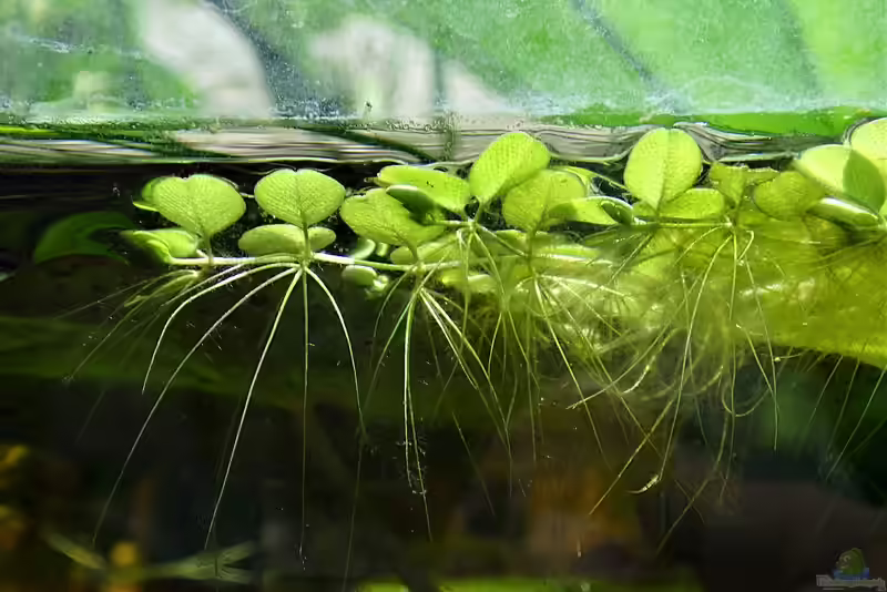 Salvinia minima im Aquarium (Einrichtungsbeispiele mit Kleiner Schwimmfarn)