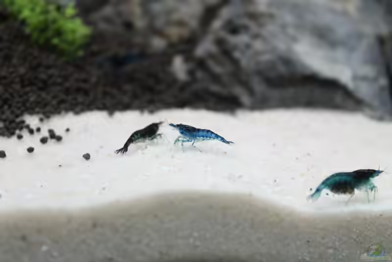 Sand als Boden im Aquarium (Aquarien mit Sand als Bodengrund)