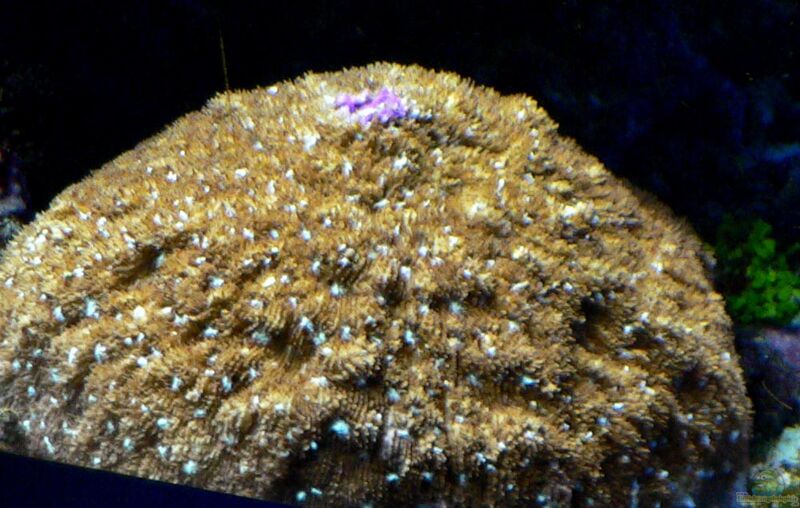Sandalolitha robusta im Aquarium halten (Einrichtungsbeispiele für Grosspolypige Steinkoralle)  - Sandalolitha-robustaaquarium