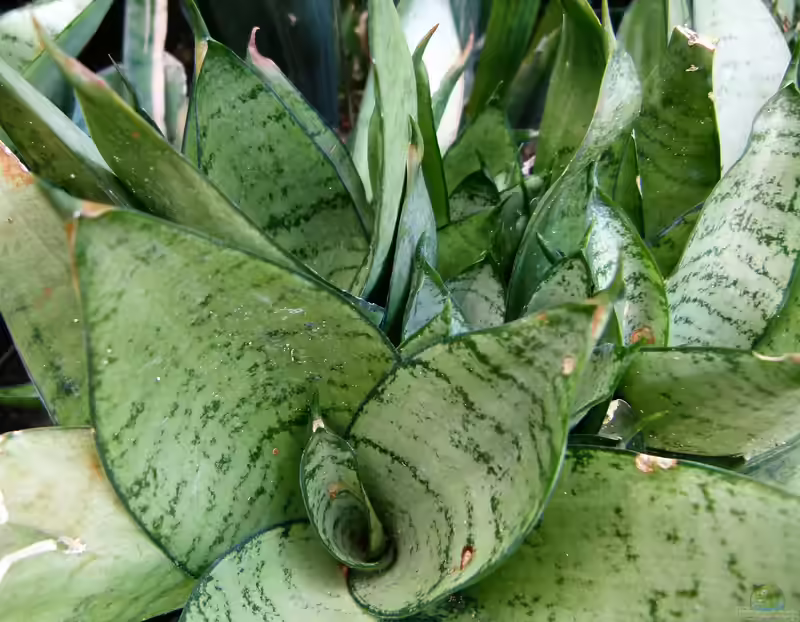 Sansevieria im Terrarium (Einrichtungsbeispiele mit Bogenhanf)