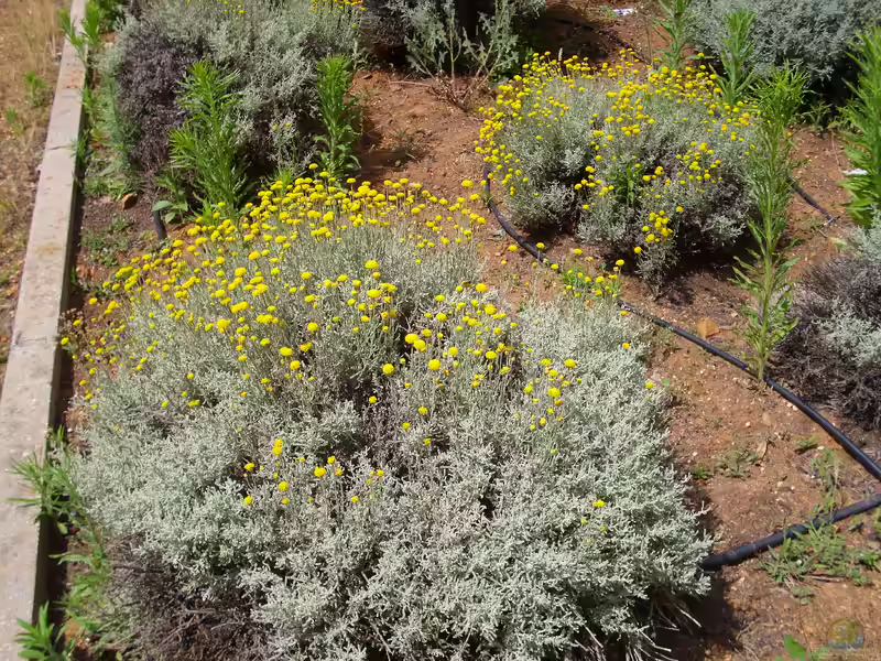 Santolina chamaecyparissus im Garten pflanzen (Einrichtungsbeispiele mit Graues Heiligenkraut)