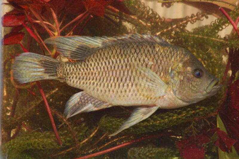 Sargochromis carlottae im Aquarium halten (Einrichtungsbeispiele für Sargochromis carlottae)  - Sargochromis-carlottaeaquarium