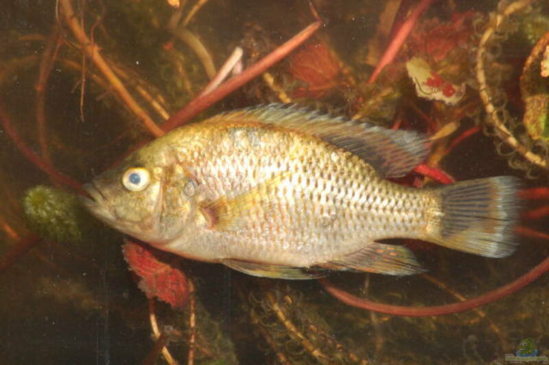 Sargochromis codringtonii im Aquarium halten (Einrichtungsbeispiele für Sargochromis codringtonii)