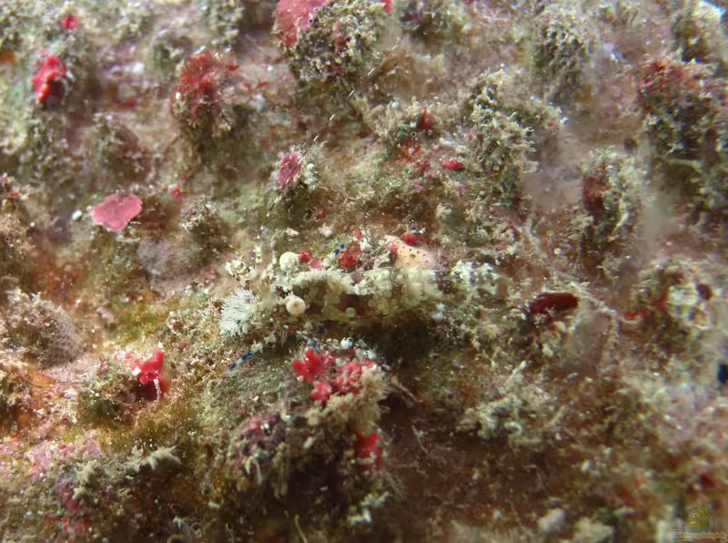 Saron neglectus im Aquarium halten (Einrichtungsbeispiele für Augenfleck Marmorgarnele)