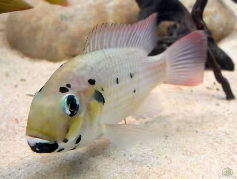 Sarotherodon: Maulbrütende Buntbarsche mit besonderer Rolle in Aquaristik und Natur (Einrichtungsbeispiele mit Sarotherodon-Arten)