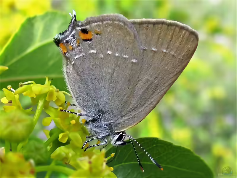 Kleiner Schlehen-Zipfelfalter im Garten (Einrichtungsbeispiele mit Satyrium acaciae)