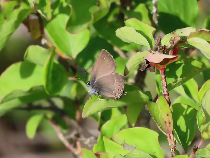 Brauner Eichen-Zipfelfalter im Garten (Einrichtungsbeispiele mit Satyrium ilicis)