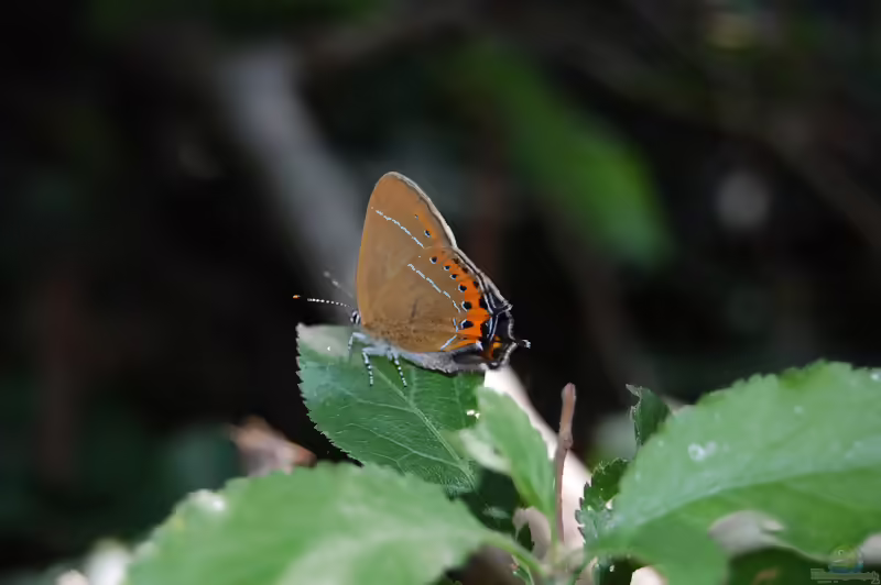 Pflaumen-Zipfelfalter: Satyrium pruni im Garten (Einrichtungsbeispiele mit Satyrium pruni)