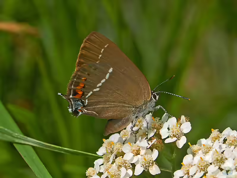 Kreuzdorn-Zipfelfalter: Satyrium spini im Garten (Einrichtungsbeispiele mit Satyrium spini)