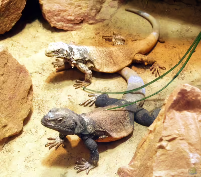 Sauromalus obesus im Terrarium halten (Einrichtungsbeispiele für Chuckwalla)