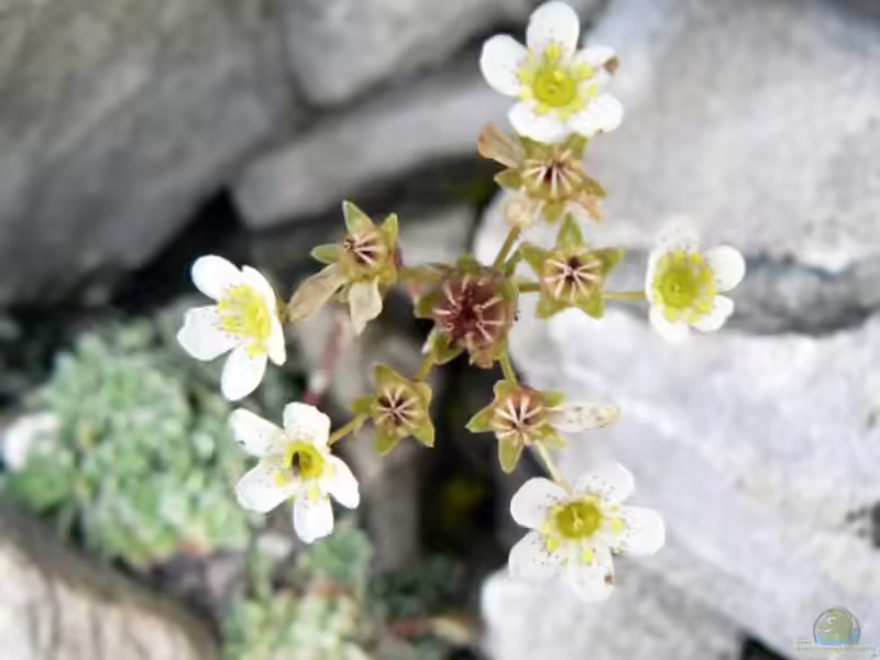 Saxifraga paniculata im Garten pflanzen (Einrichtungsbeispiele mit Rispen-Steinbrech)