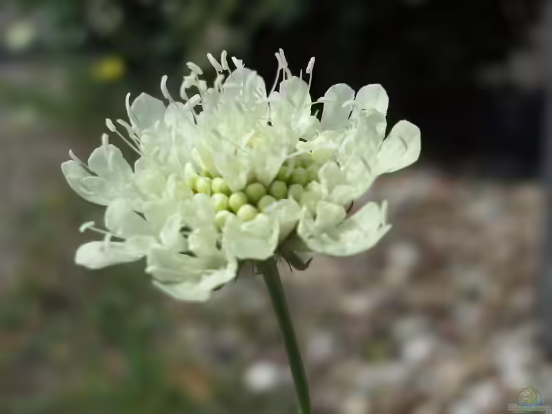 Scabiosa ochroleuca im Garten pflanzen (Einrichtungsbeispiele mit Gelbe Skabiose)