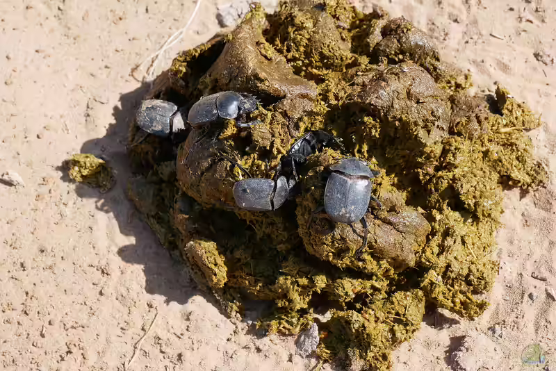 Scarabaeus sacer im Gartenteich halten (Einrichtungsbeispiele mit Gemeiner Mistkäfer)