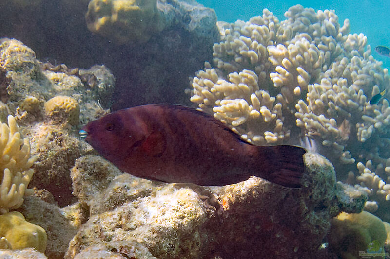 Scarus altipinnis im Aquarium halten (Einrichtungsbeispiele für Glühender Papageifisch)