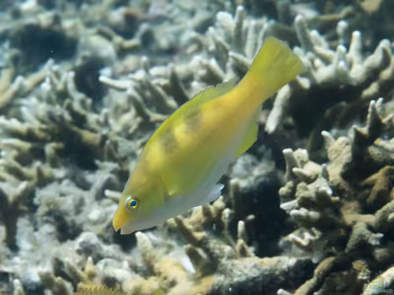 Scarus dimidiatus im Aquarium halten (Einrichtungsbeispiele für Gelber Papageifisch)
