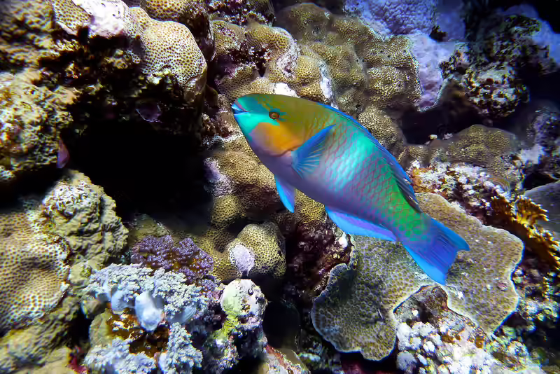 Scarus ferrugineus im Aquarium halten (Einrichtungsbeispiele für Rostpapageifisch)