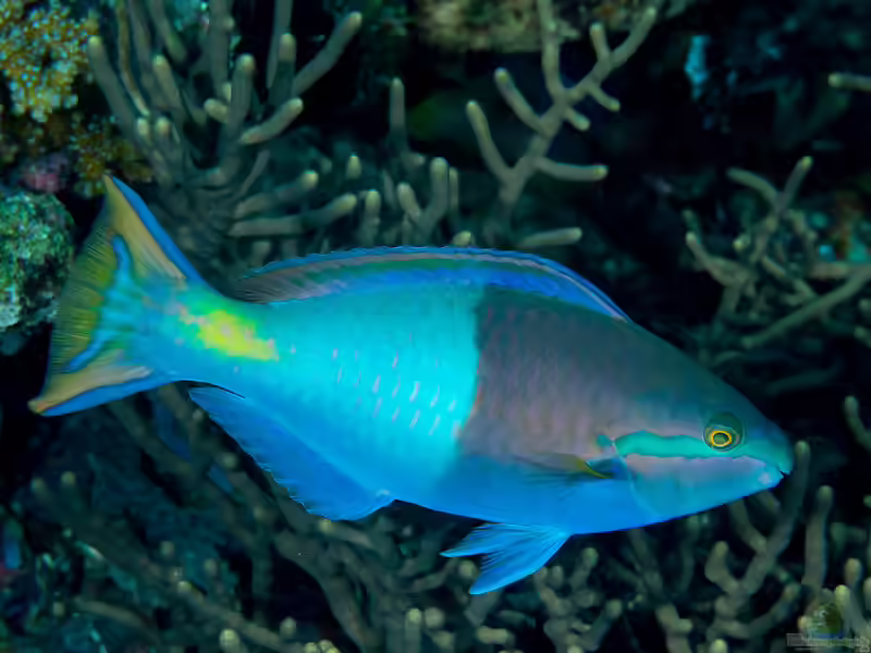 Scarus forsteni im Aquarium halten (Einrichtungsbeispiele für Forstens Papageifisch)