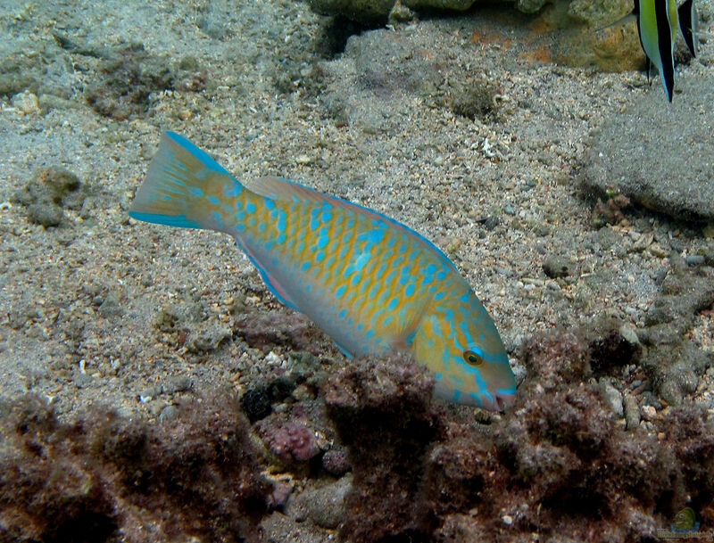 Scarus ghobban im Aquarium halten (Einrichtungsbeispiele für Blauwangen-Papageifisch)