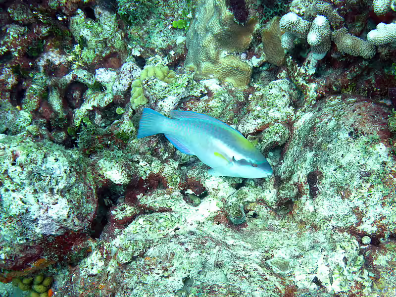 Scarus iseri im Aquarium halten (Einrichtungsbeispiele für Gestreifter Papageifisch)