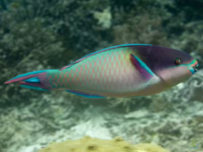 Scarus oviceps im Aquarium halten (Einrichtungsbeispiele für Dunkelkopf Papageifisch)