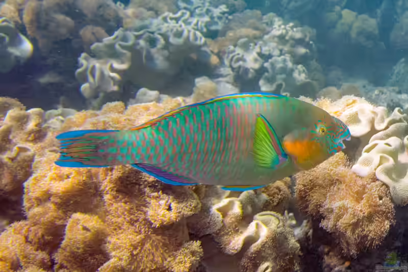 Scarus rivulatus im Aquarium halten (Einrichtungsbeispiele für Orangewangen-Papageifisch)