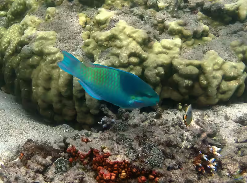 Scarus scaber im Aquarium halten (Einrichtungsbeispiele für Fünfsattel-Papageifisch)