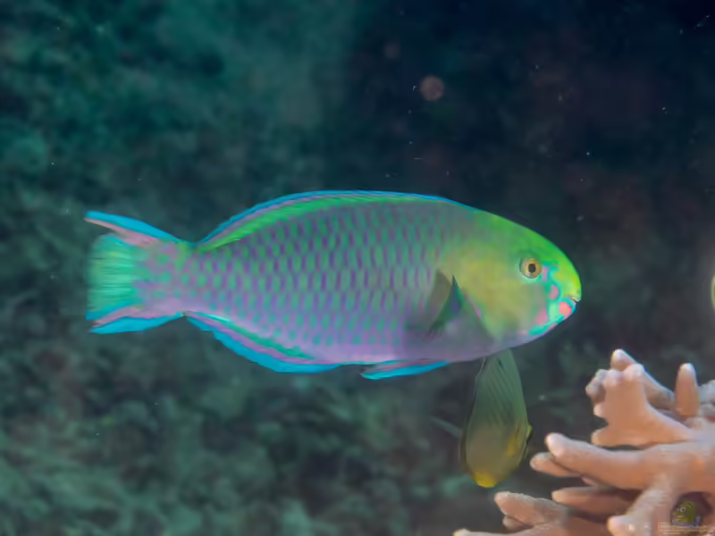 Scarus spinus im Aquarium halten (Einrichtungsbeispiele für Grünschnauzen-Papageifisch)