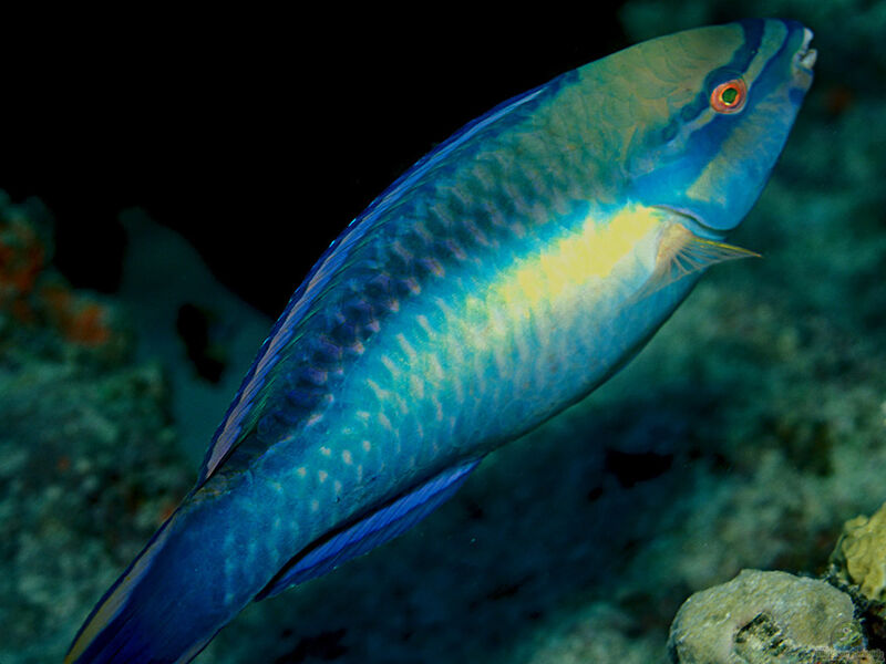 Scarus taeniopterus im Aquarium halten (Einrichtungsbeispiele für Prinzessinnen-Papageifisch)