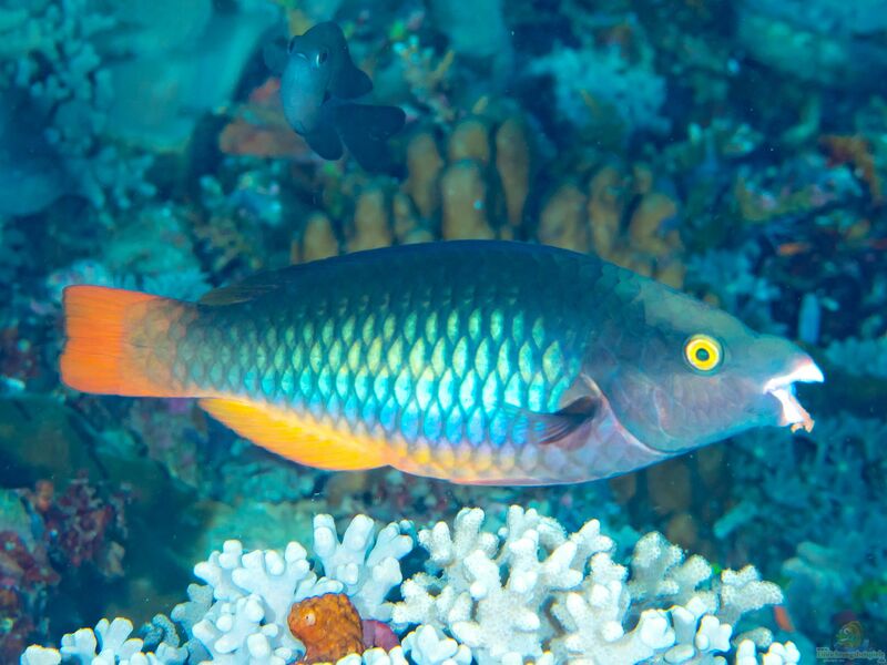 Scarus tricolor im Aquarium halten (Einrichtungsbeispiele für Dreifarben Papageifisch)  - Scarus-tricoloraquarium