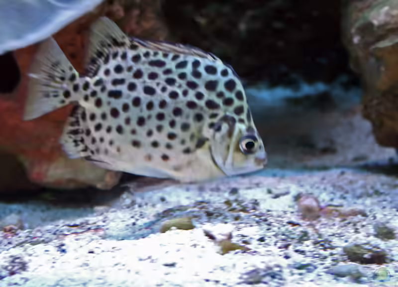 Scatophagus: Brackwasserfische mit Charakter für erfahrene Aquarianer (Einrichtungsbeispiele mit Argusfisch-Arten)