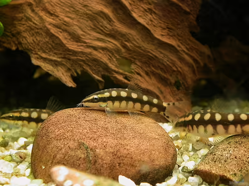 Yasuhikotakia sidthimunki im Aquarium halten (Einrichtungsbeispiele mit Schachbrettschmerle)