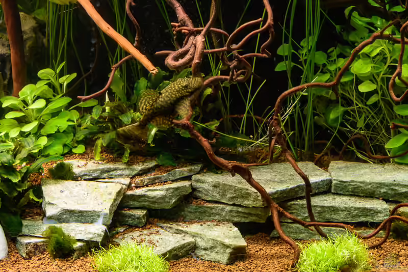 Schiefer im Aquarium (Einrichtungsbeispiele mit Schieferstein)