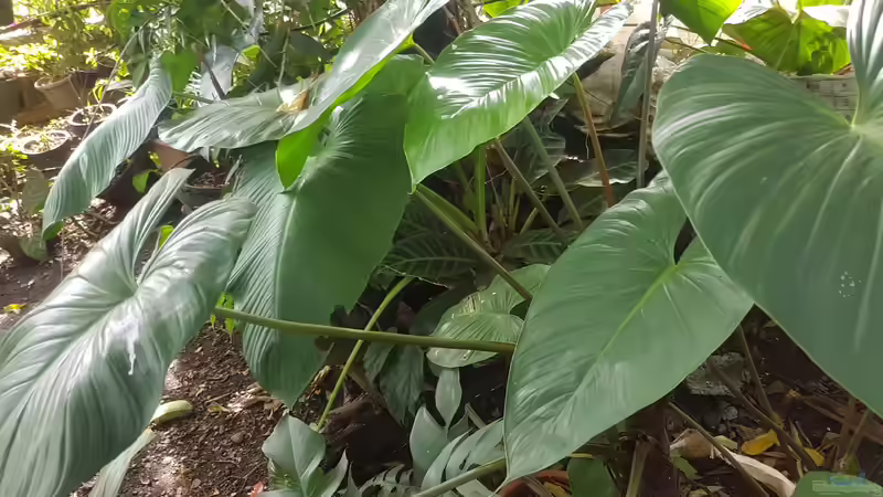 Schismatoglottis calyptrata im Terrarium pflanzen (Einrichtungsbeispiele mit Schismatoglottis calyptrata)