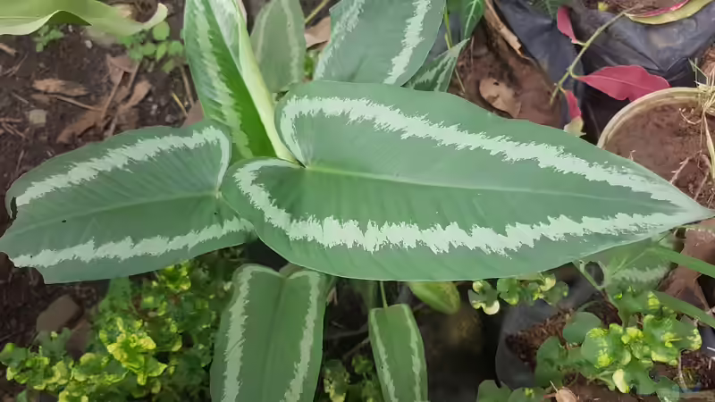 Schismatoglottis wallichii im Terrarium pflanzen (Einrichtungsbeispiele mit Schismatoglottis wallichii)