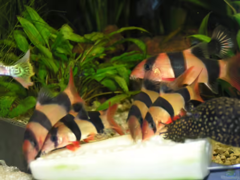 Schmerlen im Aquarium halten (Einrichtungsbeispiele mit Schmerlen-Arten)