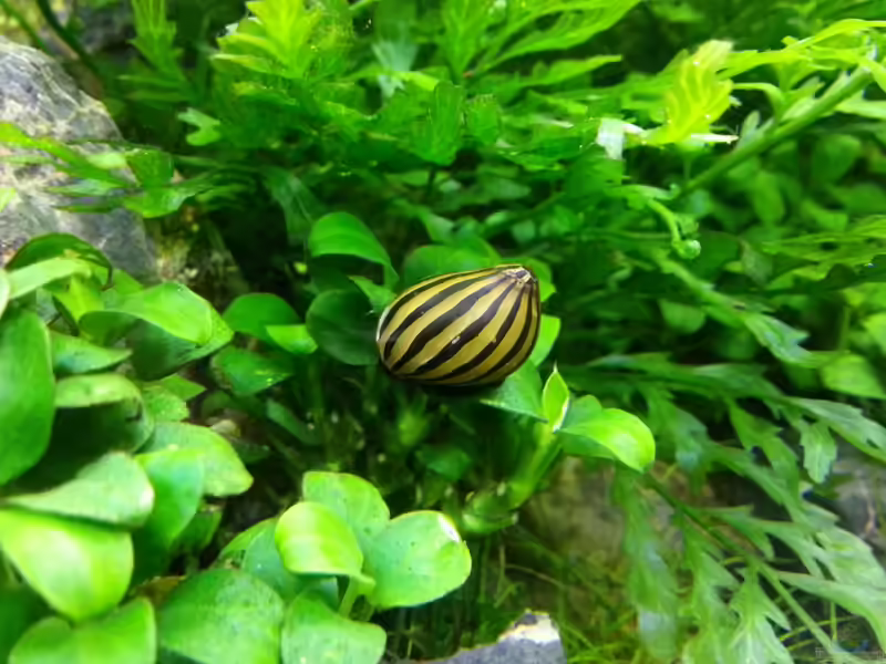 Schnecken im Aquarium halten (Einrichtungsbeispiele mit Schnecken)