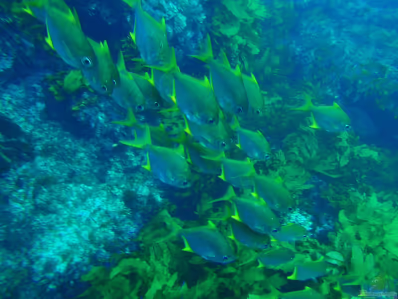 Schuettea woodwardi im Aquarium halten (Einrichtungsbeispiele für Westliches Flossenblatt)