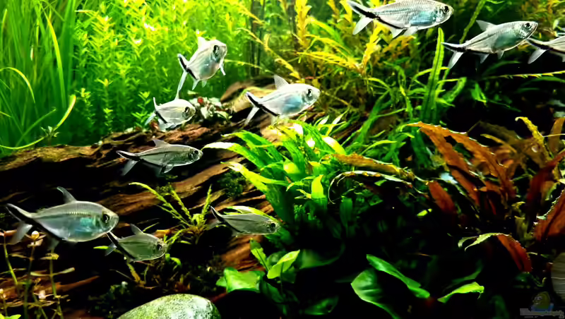 Schwarmfische im Aquarium halten (Einrichtungsbeispiele mit Schwarmfische)
