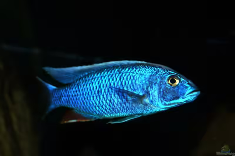 Sciaenochromis fryeri im Aquarium halten (Einrichtungsbeispiele mit Beulenkopfmaulbrüter)