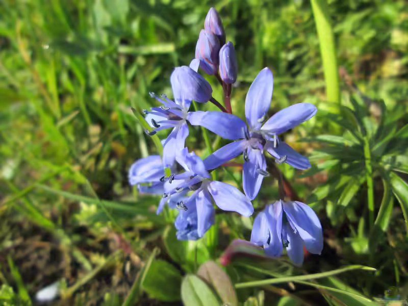 Scilla bifolia im Garten pflanzen (Einrichtungsbeispiele mit Zweiblättriger Blaustern)