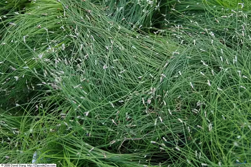 Scirpus cernuus am Gartenteich (Einrichtungsbeispiele mit Frauenhaargras)