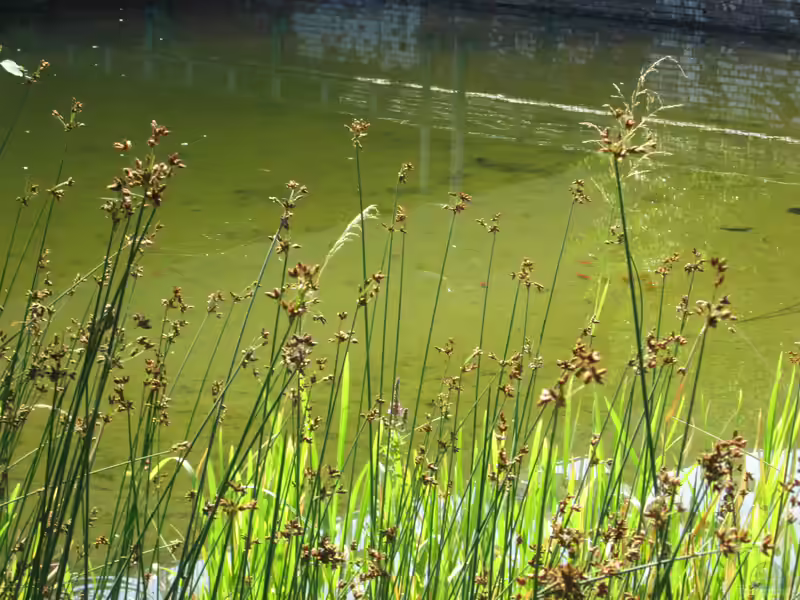 Scirpus lacustris am Gartenteich (Einrichtungsbeispiele mit Teich-Binsen)