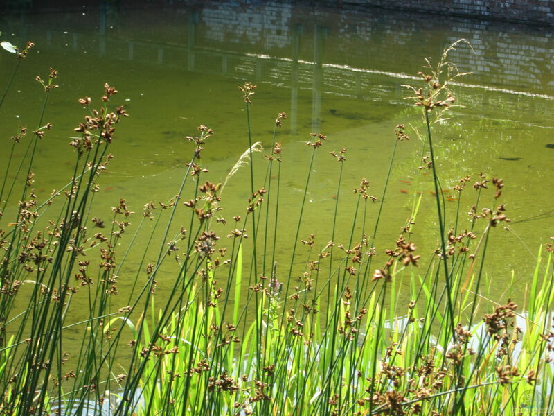 Scirpus lacustris am Gartenteich (Einrichtungsbeispiele mit Teich-Binsen)